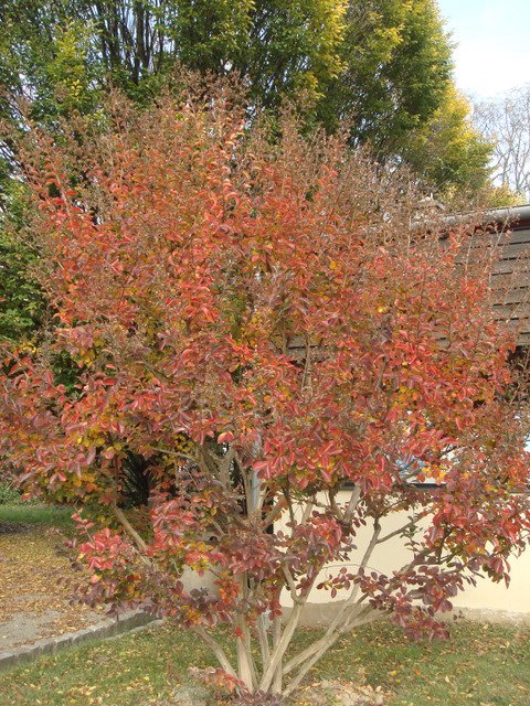Lagerstroemia indica automne